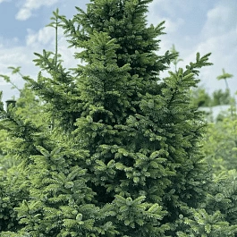 Ель сербская