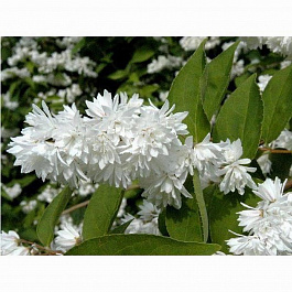 Дейция шершавая Прайд оф Рочестер