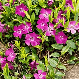 Барвинок малый Ральф Шугерт