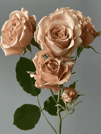 Роза  кустовая Sahara