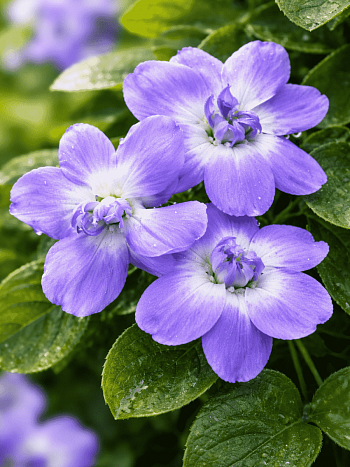 Виола душистая  Duchesse de Parme