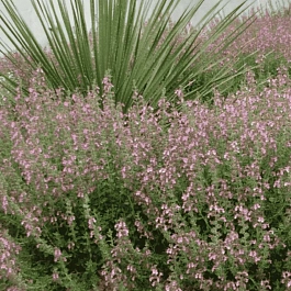 Дубровник кустарничковый