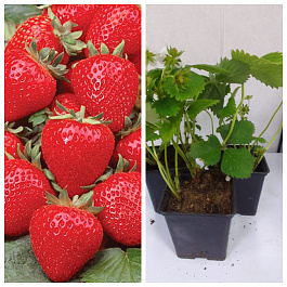 Земляника садовая Анабель НАБОР 3ШТ Земляника садовая Анабель НАБОР 3ШТ