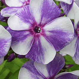 Флокс метельчатый Гжель