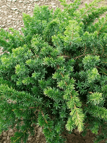 Можжевельник прибрежный  Blue Pacific