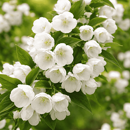 Чубушник Lemoine Alabaster