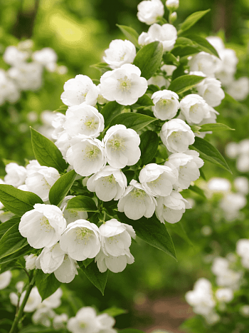 Чубушник Lemoine Alabaster