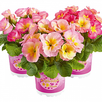 Примула (Первоцвет) высокая Girls Delight Pink Shades
