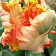 Тюльпан попугайный Parrot King