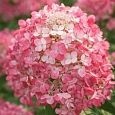 Гортензия метельчатая Diamant Rouge
