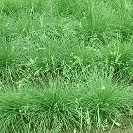 Овсяница овечья