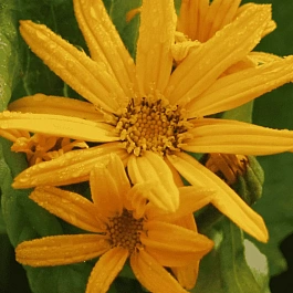 Бузульник зубчатый Orange Queen