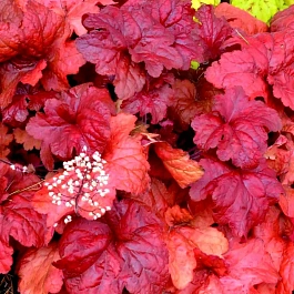 Гейхера гибридная   Fire chief