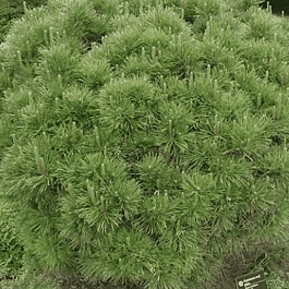 Сосна густоцветковая Globosa