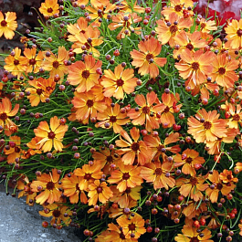 Кореопсис Mango Punch