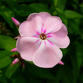 Флокс метельчатый Цвет Яблони