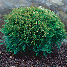 Туя западная Green Globe