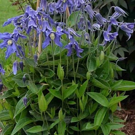 Клематис цельнолистный