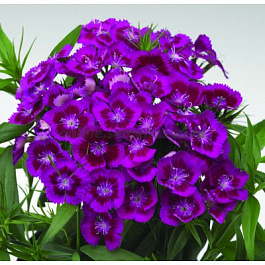 Гвоздика турецкая Диабунда Парпл Гвоздика турецкая Диабунда Парпл
