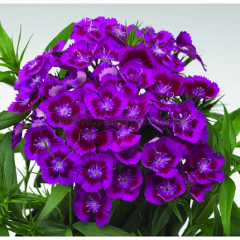 Гвоздика турецкая Диабунда Парпл