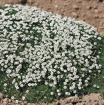 Мшанка шиловидная Даблинер