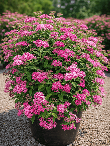 Спирея японская Anthony Waterer