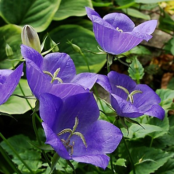 Колокольчик карпатский Перл Дип Блю