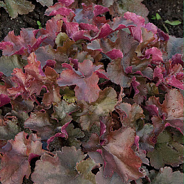 Гейхера гибридная Мистери