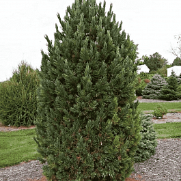 Сосна кедровая Европейская