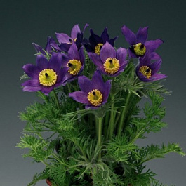 Прострел обыкновенный Пинвил Блю Виолет Шейдес