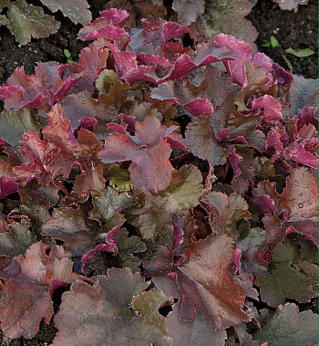 Гейхера гибридная Мистери