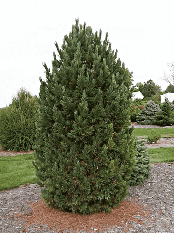 Сосна кедровая Европейская