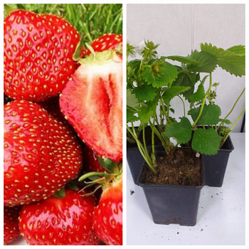 Земляника садовая Вима Занта НАБОР 3ШТ