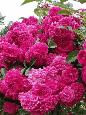 Роза Плетистая Laguna