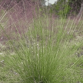 Щучка дернистая Pixie Fountaine