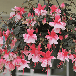 Фуксия ампельная  El Camimo