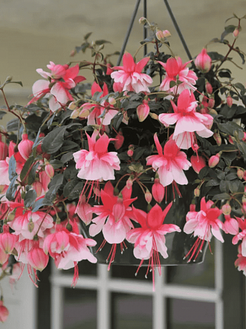 Фуксия ампельная  El Camimo