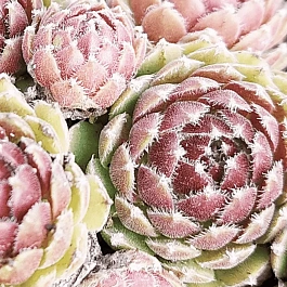 Молодило гибридное Sabat