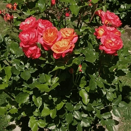 Роза Флорибунда Midsummer