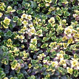 Тимьян лимоннопахнущий Донне Валей