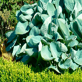 Хоста Big Daddy