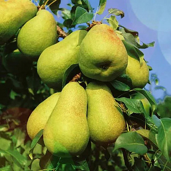 Груша пирамидальная Г 3