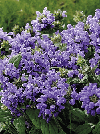 Прунелла крупноцветковая Bella Violet Blue