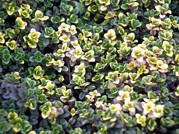 Тимьян лимоннопахнущий Донне Валей