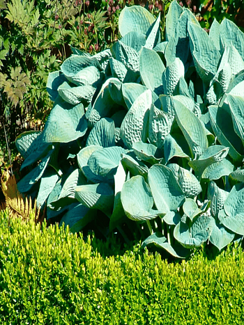 Хоста Big Daddy