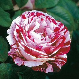 Роза Сентиментал  Штамб