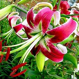 Лилия видовая Блэк Бьюти Лилия видовая Блэк Бьюти