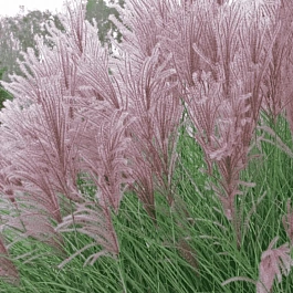 Мискантус китайский Gracillimus