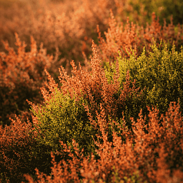 Вереск обыкновенный Robert Chapman