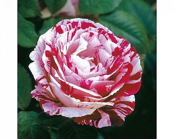 Роза Сентиментал  Штамб